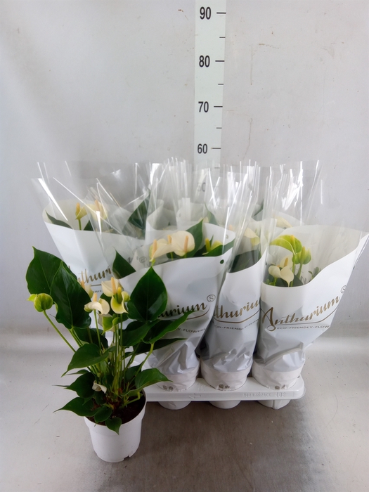 <h4>Anthurium andr. 'White Champion'</h4>