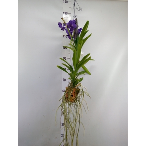 Vanda  hybriden