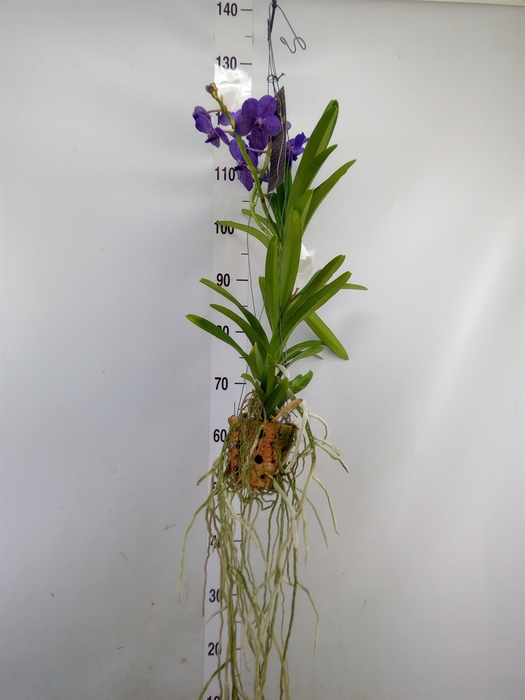 <h4>Vanda  hybriden</h4>