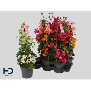 BOUGAINV OV