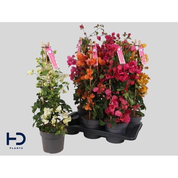 <h4>BOUGAINV OV</h4>