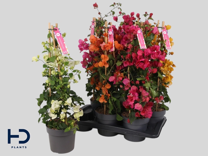 <h4>BOUGAINV OV</h4>