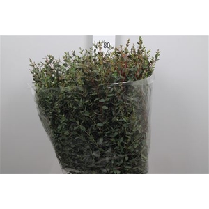Euca Parvifolia Per Bunch