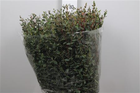 <h4>Euca Parvifolia Per Bunch</h4>