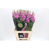 Matthiola Iron Hot Pink