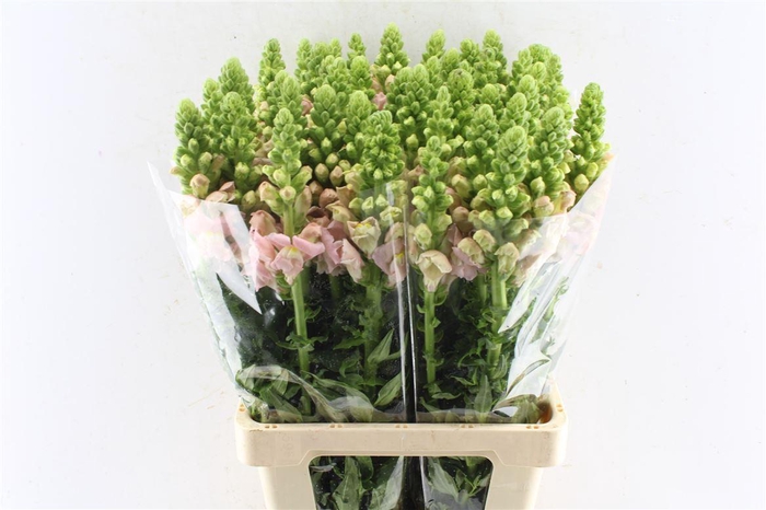 <h4>Antirrhinum Avignon Pink</h4>