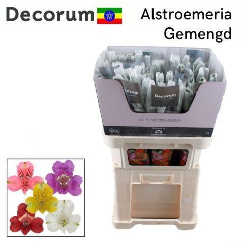 ALSTR GEM IN FUST Royal (Eth)