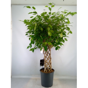 Ficus benja. 'Exotica'