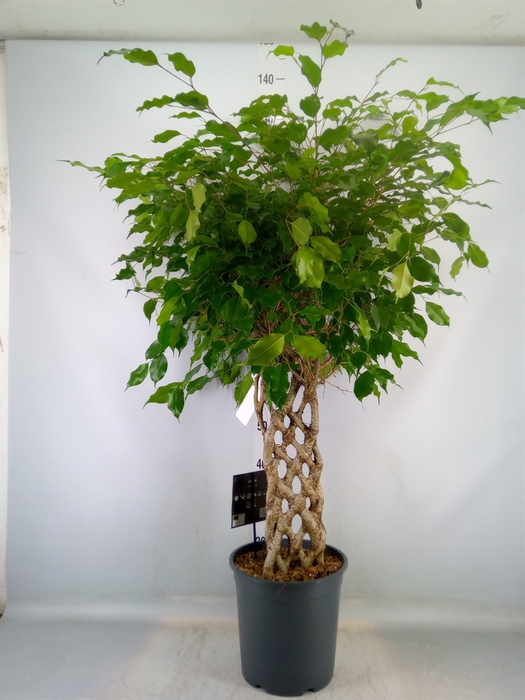 <h4>Ficus benja. 'Exotica'</h4>