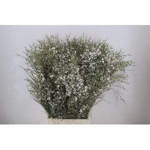 Ginster 400gr White P Bunch