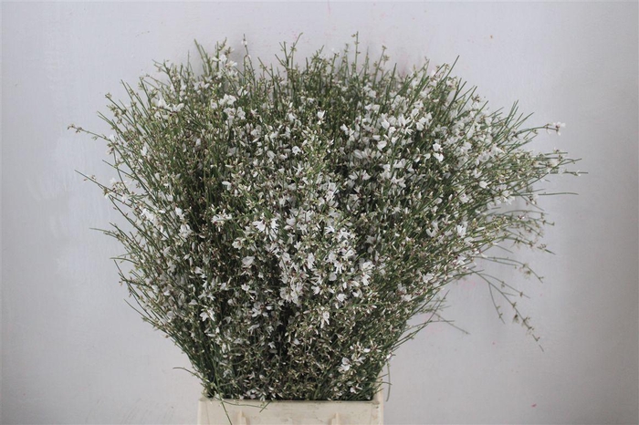 <h4>Ginster 400gr White P Bunch</h4>