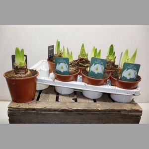 Hippeas Denver White