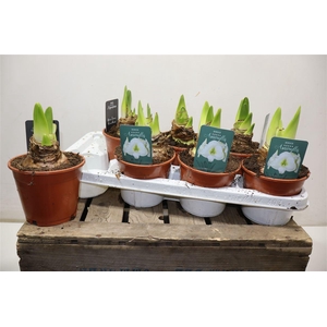 arr8 Hippeas Denver White