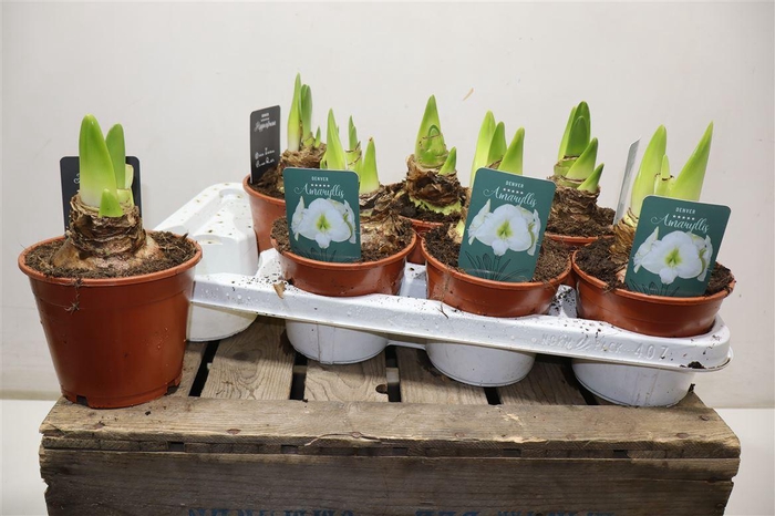 <h4>Hippeas Denver White</h4>