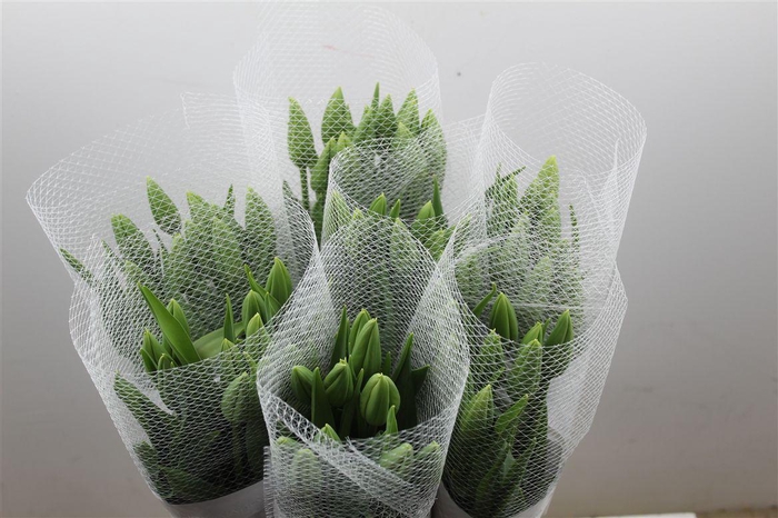 <h4>Tu Fr En Maureen</h4>