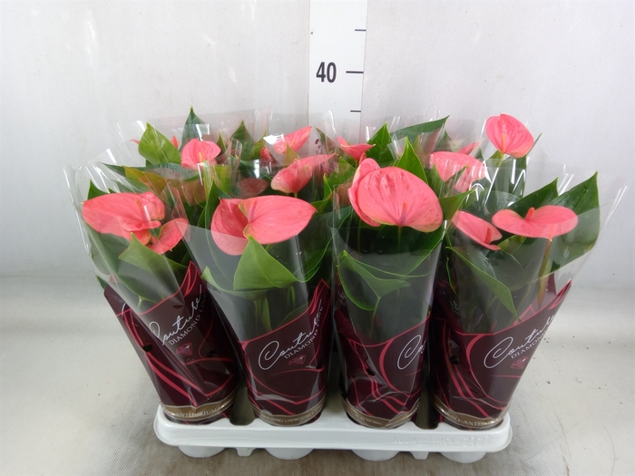 <h4>Anthurium andr. 'Sweet Dream'</h4>