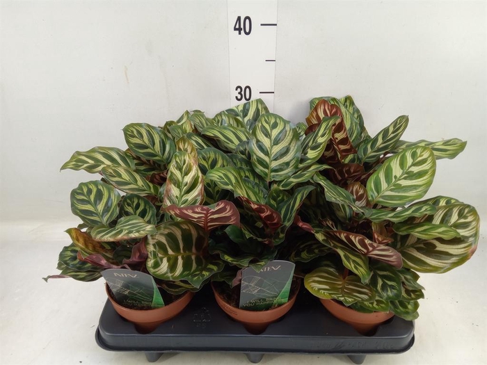 <h4>Calathea makoyana</h4>
