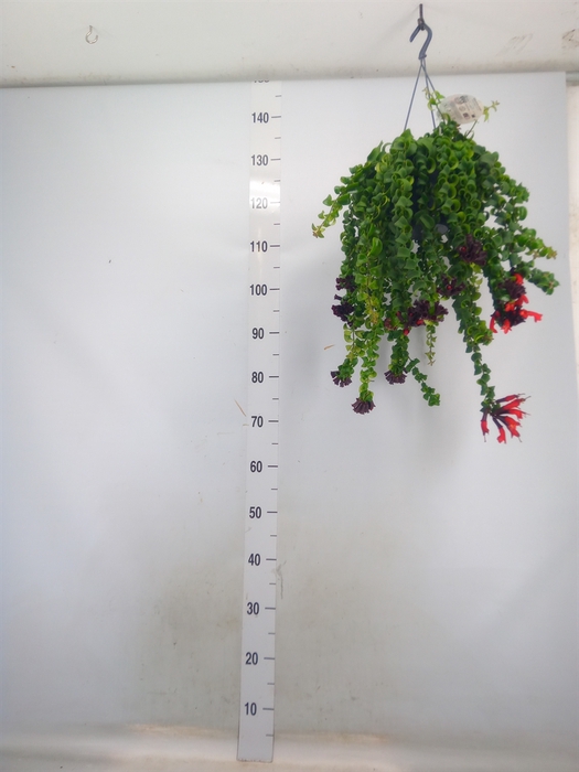 <h4>Aeschynanthus  'Mona Lisa'</h4>