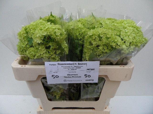 <h4>VIBURNUM ROSEUM ST</h4>