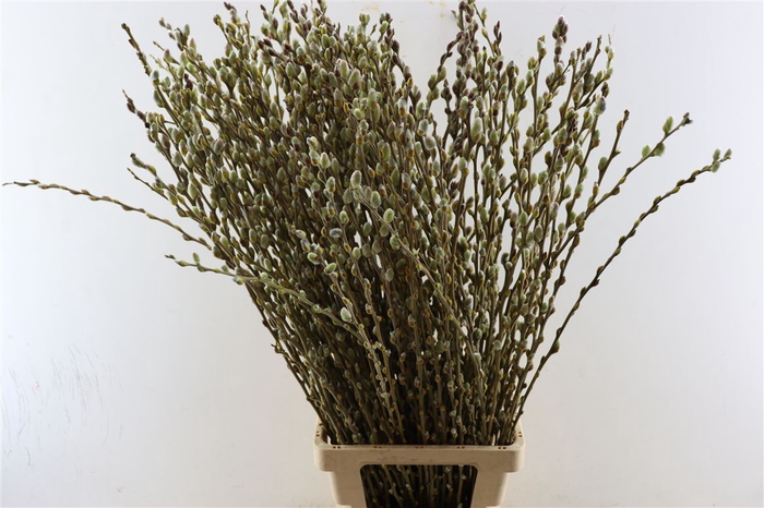 <h4>Salix Wilgenkatjes Groen P Stem</h4>