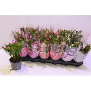 arr8 Schlumb Gem 3 Kl