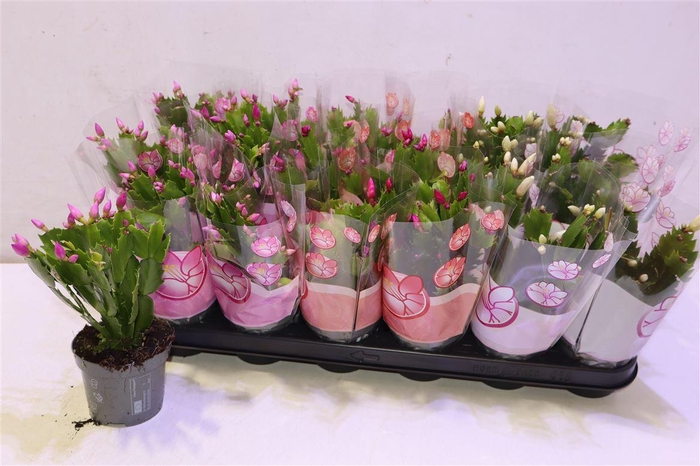 <h4>arr8 Schlumb Gem 3 Kl</h4>