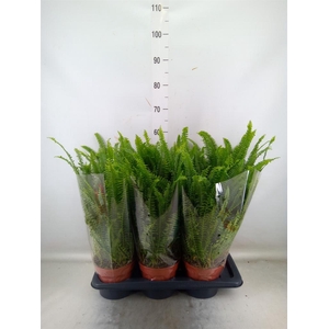 Nephrolepis exal. 'Green Lady'