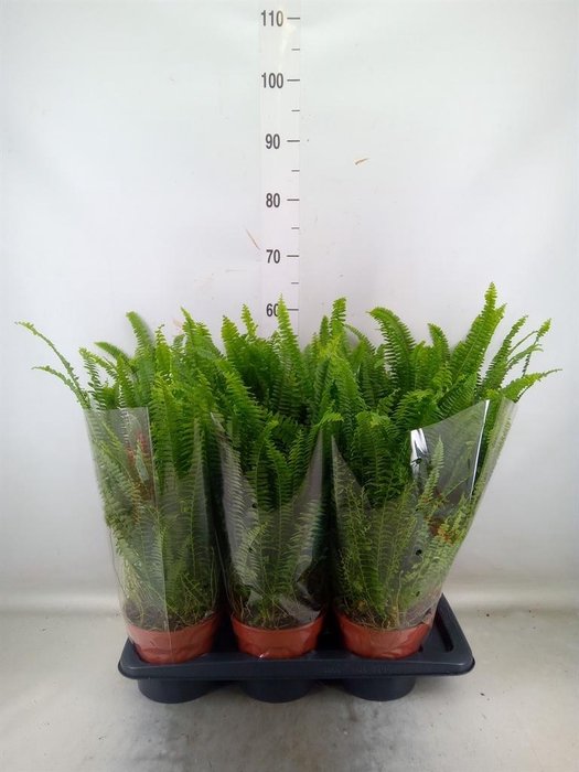 <h4>Nephrolepis exal. 'Green Lady'</h4>