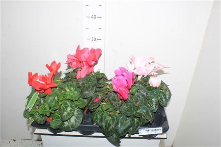 <h4>Cycl Gr Sup Vintro</h4>