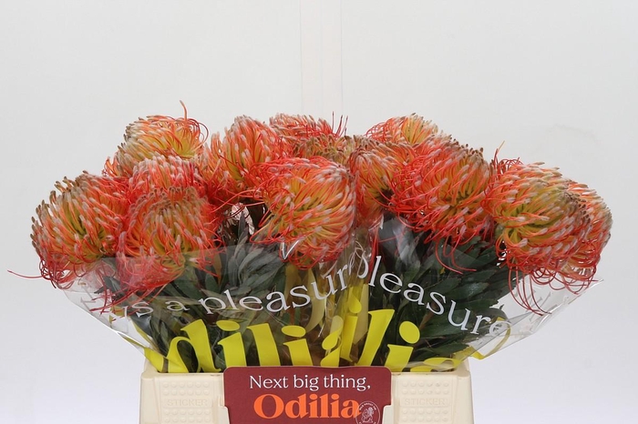 <h4>Nutans Blanche</h4>