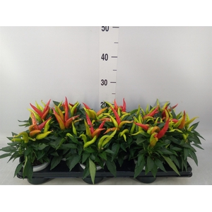Capsicum annuum 'Joker'