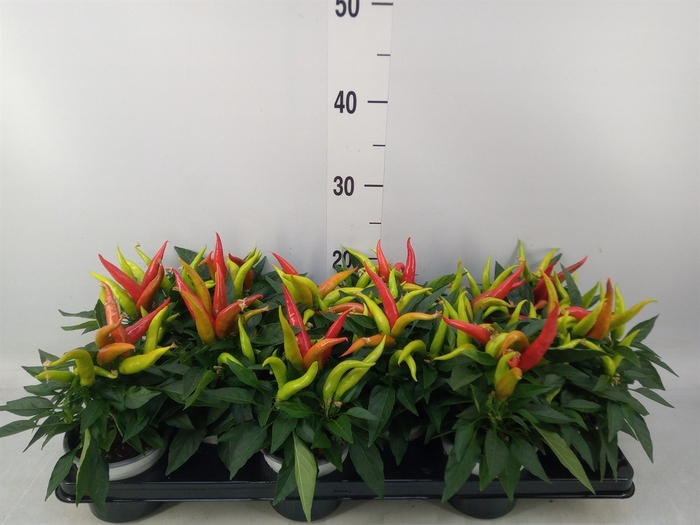 <h4>Capsicum annuum 'Joker'</h4>
