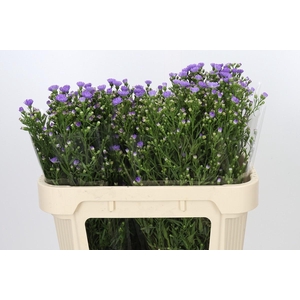Aster Cassandra