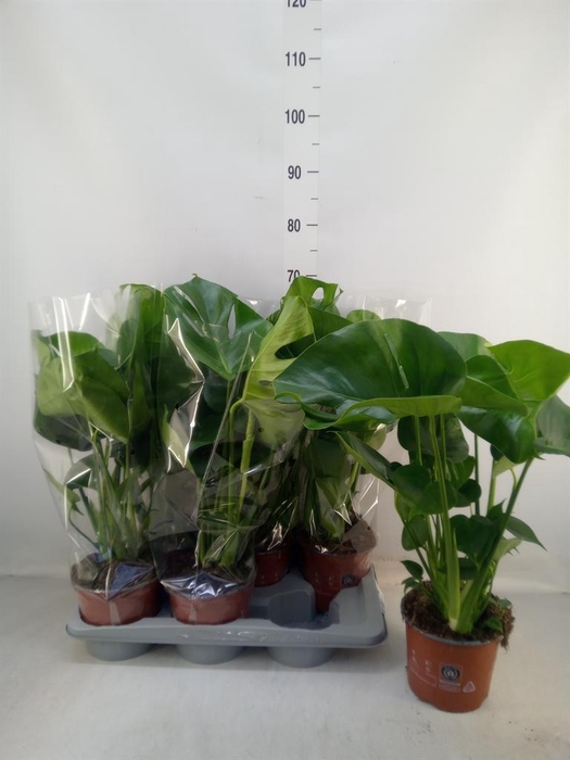 <h4>Monstera delic.</h4>