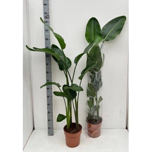 STRELITZIA NICOLAI