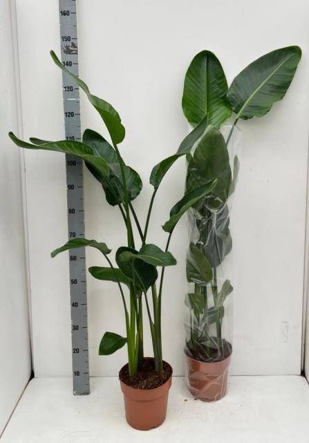 <h4>STRELITZIA NICOLAI</h4>
