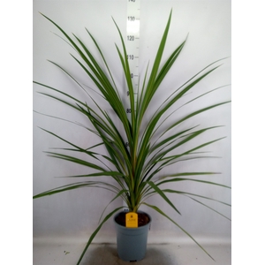 Cordyline indivisa 'Peko'