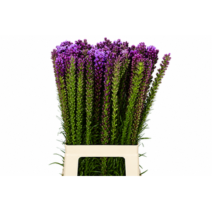 Liatris Spicata