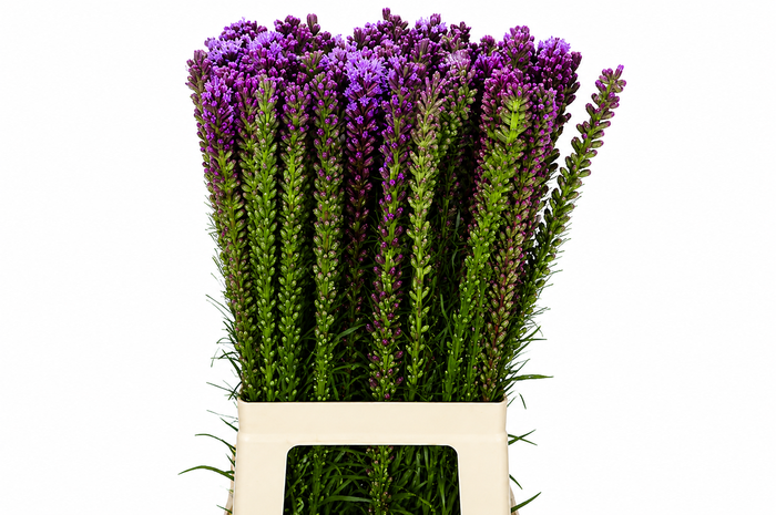 <h4>Liatris Spicata</h4>