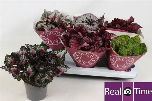 <h4>Begonia Beleaf gemengd</h4>