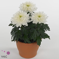 Chrysanthemum  'Cosmo White'