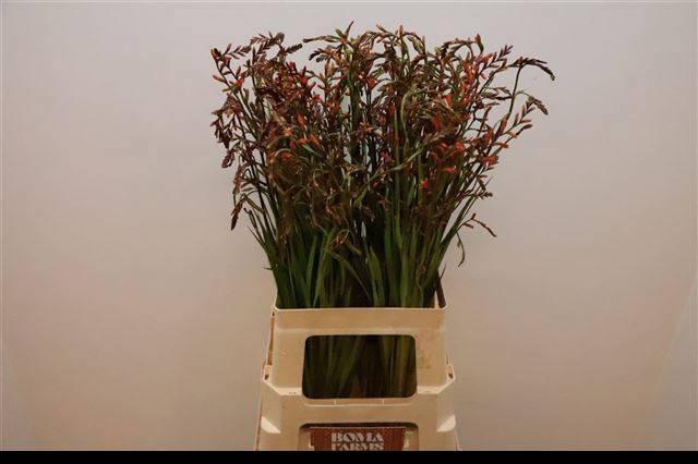 <h4>CROCOS LUCIFER</h4>