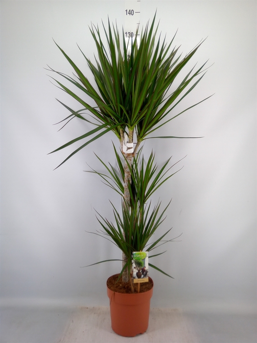 <h4>Dracaena marg.</h4>