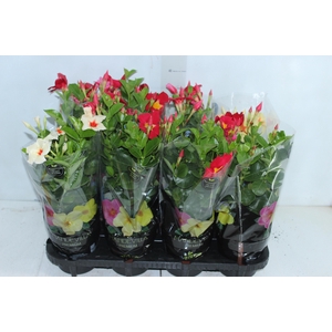 MANDEVILLA P14 PREMIUM