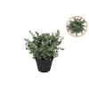 Silk Eucalyptus Green In Pot S 18x18x19cm