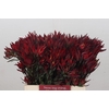 Leucadendron Blush Spray