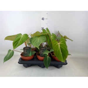 Philodendron gloriosum