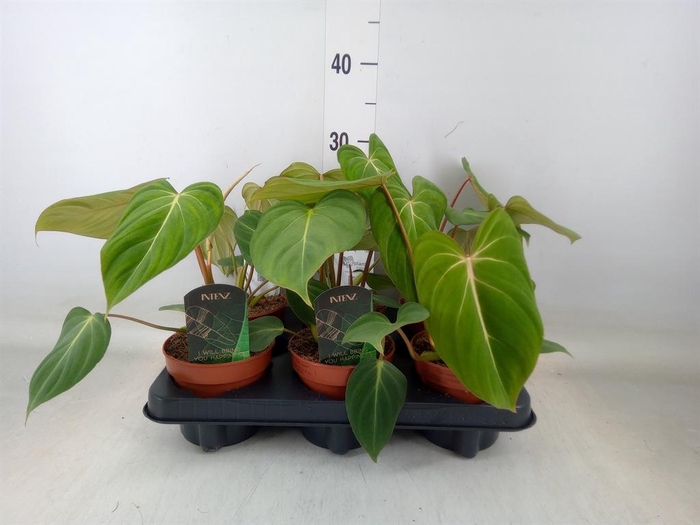 <h4>Philodendron gloriosum</h4>