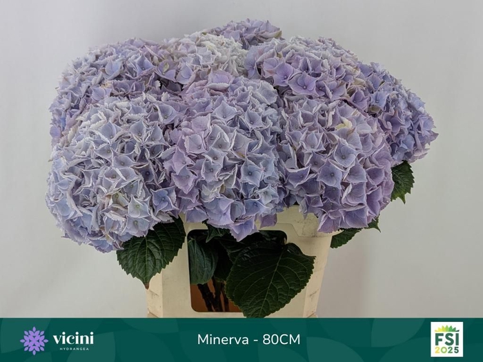 <h4>HYDR M MY MINERVA</h4>
