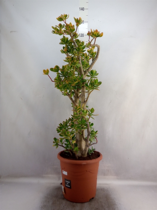 <h4>Crassula ovata 'Sunset'</h4>